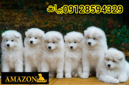 فروش سگ سامویید وارداتی در تهران