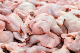 اولین تولیدکننده مرغ بدون آنتی بیوتیک کشور - رضوان